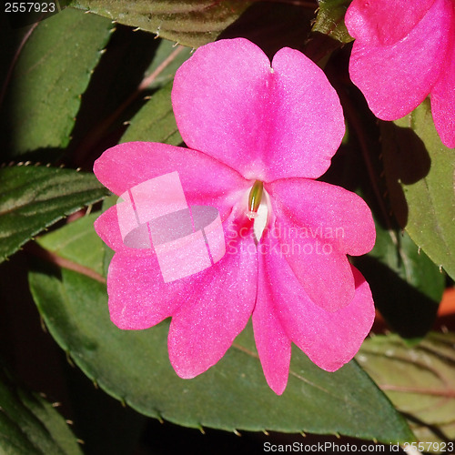 Image of Impatiens New Guinea flower