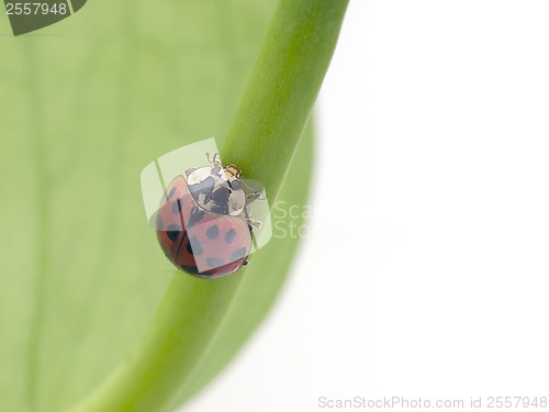 Image of Ladybird