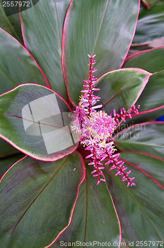 Image of bromeliad in bloom