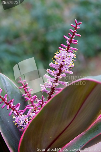 Image of close up of bromeliad in bloom