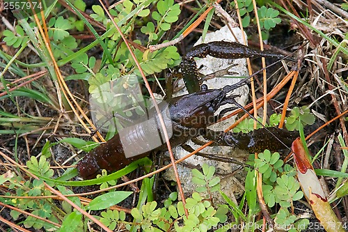 Image of crawfish walking on land