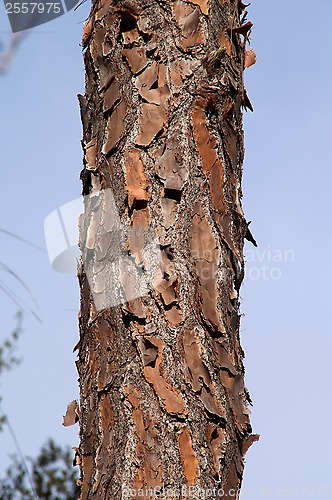 Image of florida pine bark