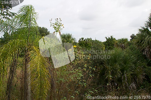 Image of florida wilderness scene