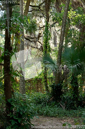 Image of Idyllic tropical pathway