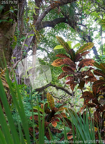 Image of Idyllic tropical scene