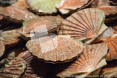 Image of scallop shells