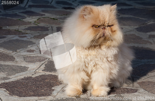 Image of old red Persian cat