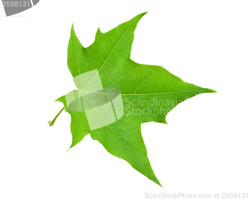 Image of Green leaf