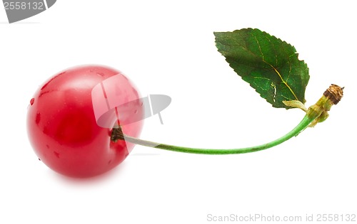 Image of Red cherry