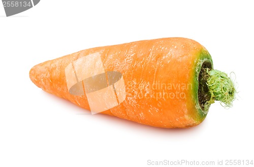Image of Carrot