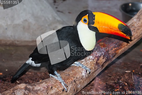 Image of Toucan