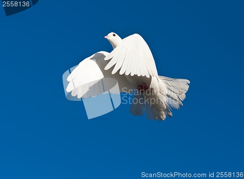 Image of White pigeon