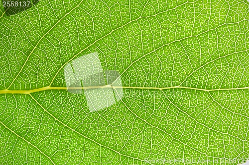 Image of Green leaf