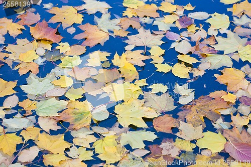 Image of Autumn
