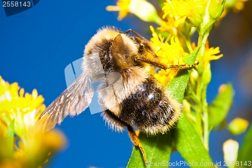 Image of Bumblebee