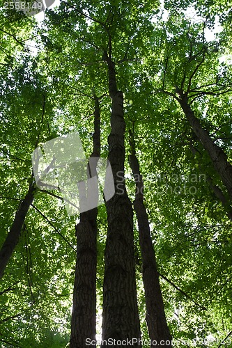 Image of Green forest