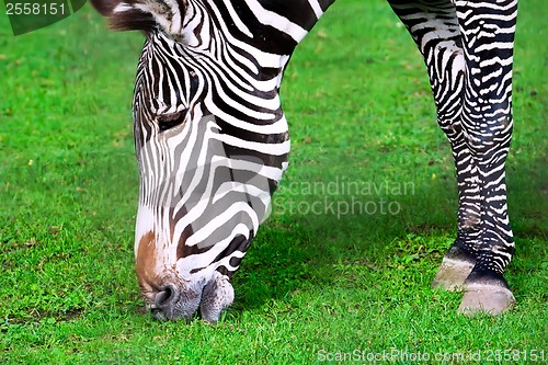 Image of Zebra