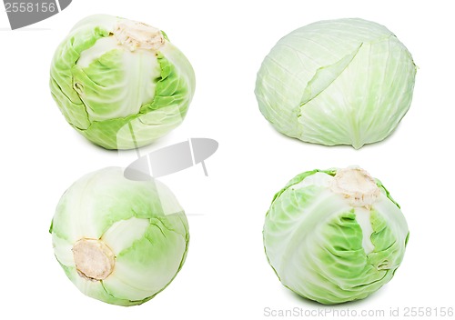 Image of Cabbage