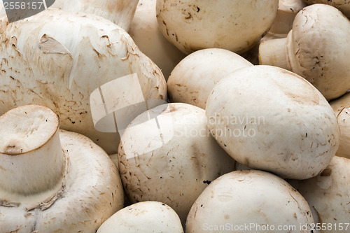 Image of Champignon mushrooms