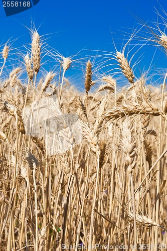 Image of Wheat field