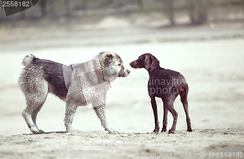 Image of Dogs