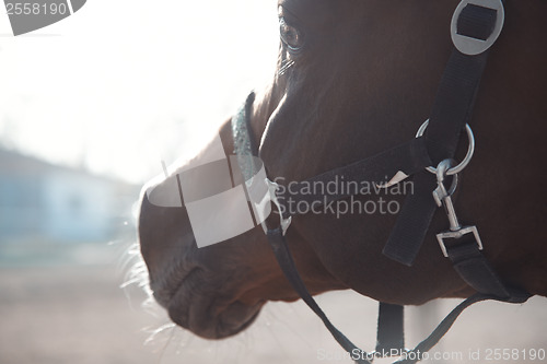 Image of Single horse