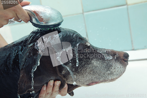 Image of Washing dog