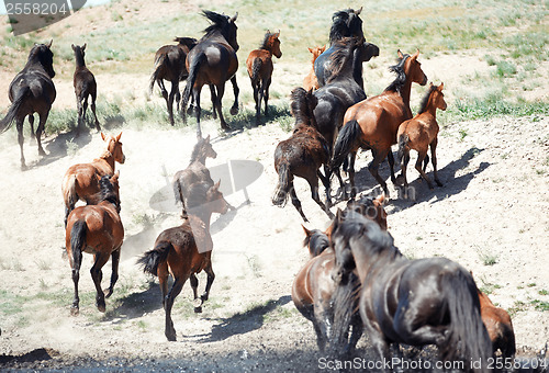 Image of Herd of horses