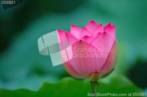 Image of blooming lotus flower with sharp