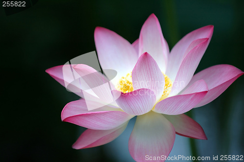 Image of Lotus flower over dark background