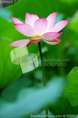 Image of Single lotus flower between the greed lotus pads