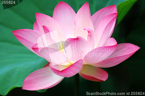 Image of Blooming lotus flower