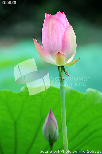 Image of The lotus flower and bud