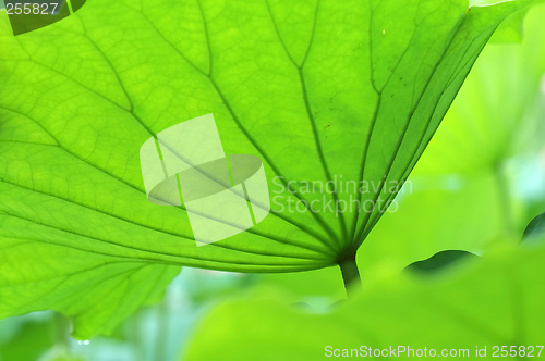 Image of Lotus leaves