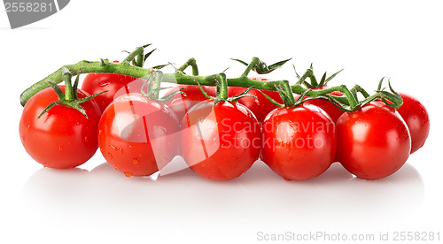 Image of Branch of tomatoes