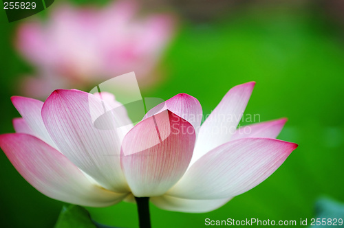 Image of Lotus flower