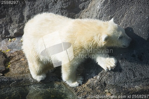 Image of Polar bear