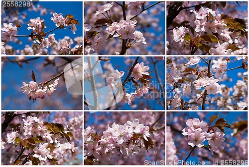 Image of Cherry blossom