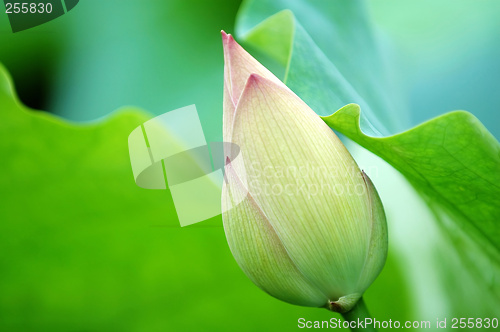 Image of The green blossom of lotus