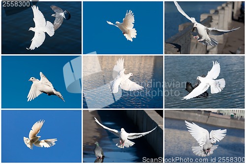 Image of White pigeons