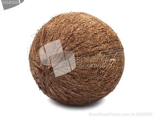 Image of Coconut