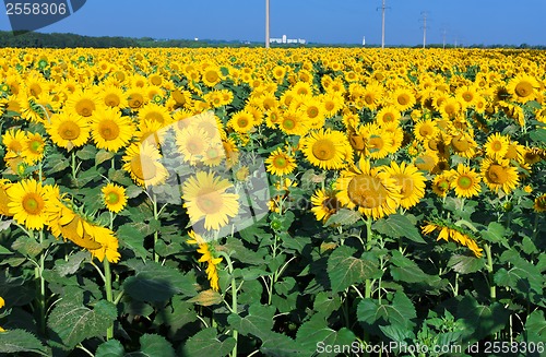 Image of Sunflowers