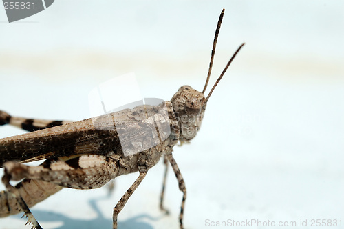 Image of Grasshopper over white background