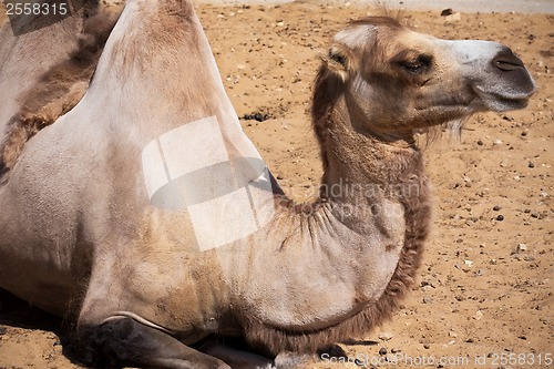 Image of Camel