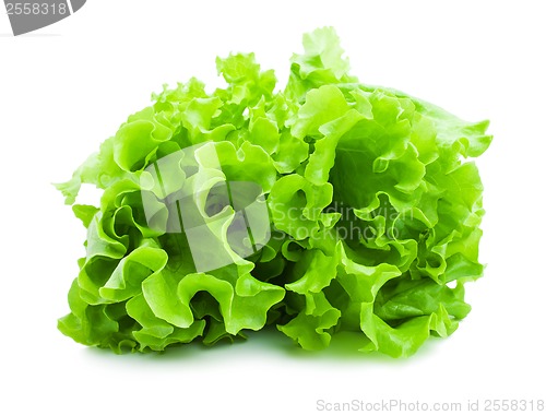 Image of Lettuce
