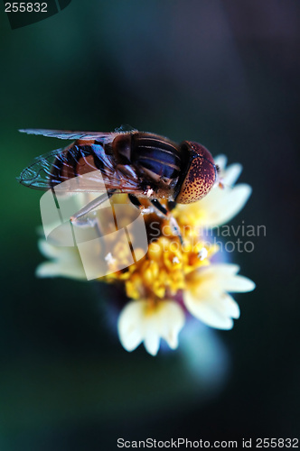 Image of Eristalis tenax on tridax procumbens flower