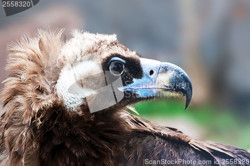 Image of Cinereous Vulture