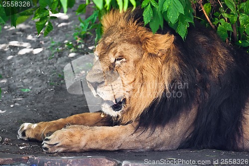Image of Lion