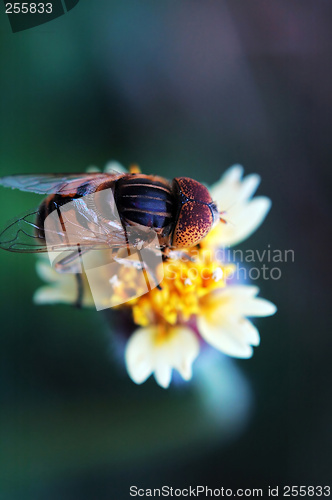 Image of Eristalis tenax on tridax procumbens flower