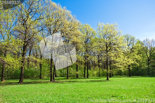 Image of Summer landscape